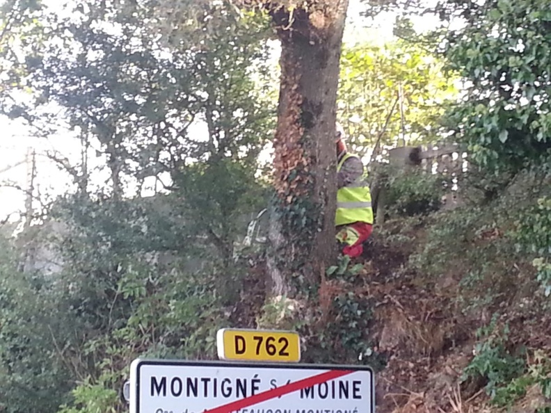 Arbre Montigné Aout 2015 (6) (Personnalisé).jpg