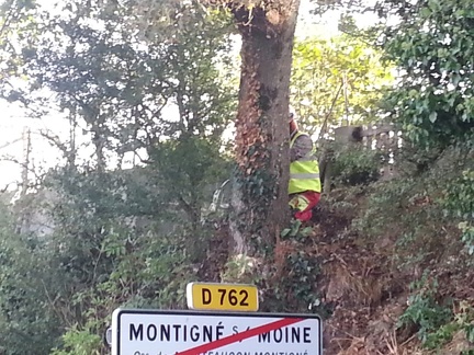 Arbre Montigné Aout 2015 (6) (Personnalisé)